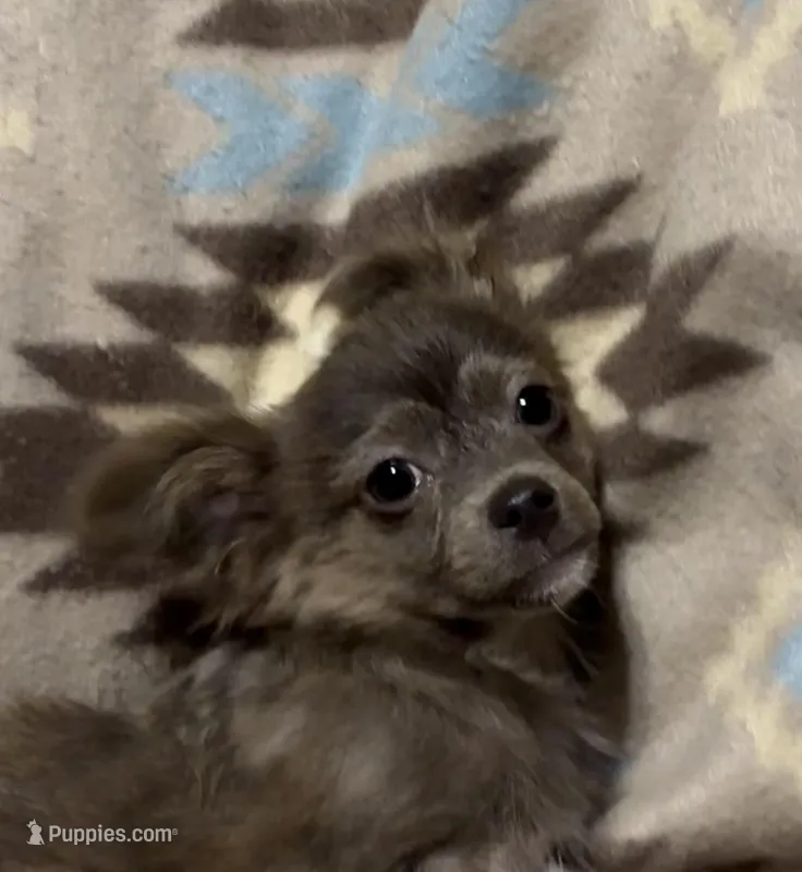 Fluffy boy – Chihuahua puppy for sale in Mulberry, FL