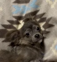 Fluffy boy, a male Chihuahua for sale in Mulberry, FL – Photo 1 of 4