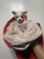 Milo ⚾️, a male Chihuahua for sale in Mulberry, FL – 5 of 9