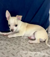 Mister personality 🥎P, a male Chihuahua for sale in Mulberry, FL – 3 of 5