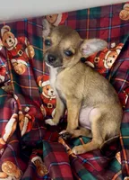 Bears sable 🩷, a female Chihuahua for sale in Mulberry, FL – Photo 1 of 3