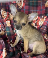 Bears sable 🩷, a female Chihuahua for sale in Mulberry, FL – Photo 2 of 3