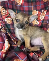 Bears sable 🩷, a female Chihuahua for sale in Mulberry, FL – Photo 3 of 3