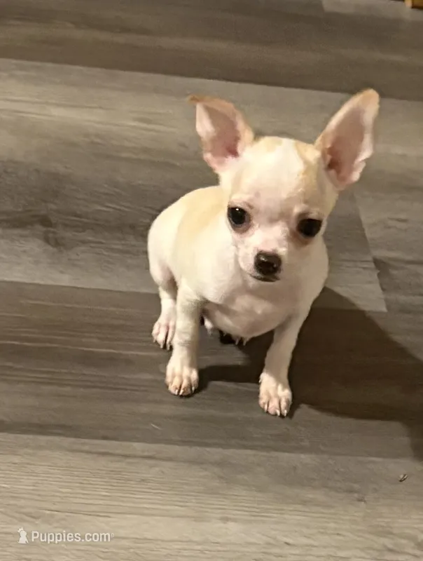 Elinor boy 💙💙💙 – Chihuahua puppy for sale in Mulberry, FL