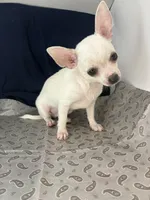 Pippin Boy🧢, a male Chihuahua for sale in Mulberry, FL – 4 of 10