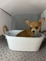 Alice boy 🦕, a male Chihuahua for sale in Mulberry, FL – 6 of 7