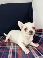 Pippin Boy🧢, a male Chihuahua for sale in Mulberry, FL – 4 of 5