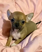 Bears girl 💛, a female Chihuahua for sale in Mulberry, FL – 4 of 5