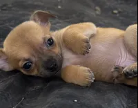 Eloise‘s girl 🌺, a female Chihuahua for sale in Mulberry, FL – 8 of 10