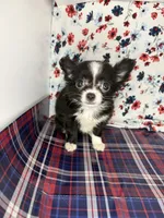 Rosemarys long coat, girl💕, a female Chihuahua for sale in Mulberry, FL – 4 of 5