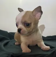 Boy E, a male Chihuahua for sale in Mulberry, FL – 2 of 4