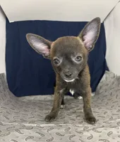 Meeka’s boy🦋, a male Chihuahua for sale in Mulberry, FL – 7 of 9