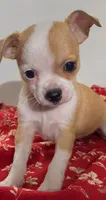 Eloise’s pup🌺🌺, a female Chihuahua for sale in Mulberry, FL – 5 of 6
