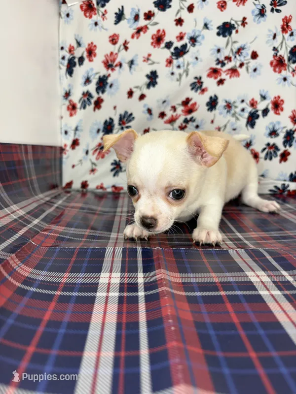 Pippins girl 🌸 – Chihuahua puppy for sale in Mulberry, FL
