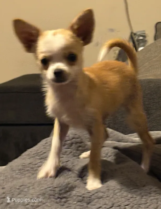 Milo ⚾️ – Chihuahua puppy on hold in Mulberry, FL