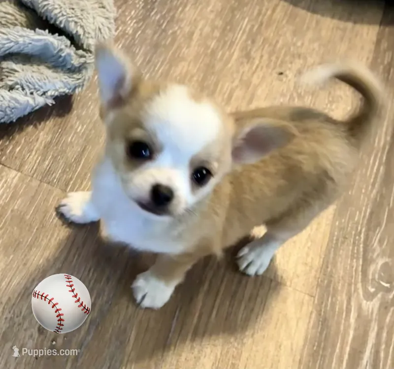 Milo ⚾️ – Chihuahua puppy for sale in Mulberry, FL