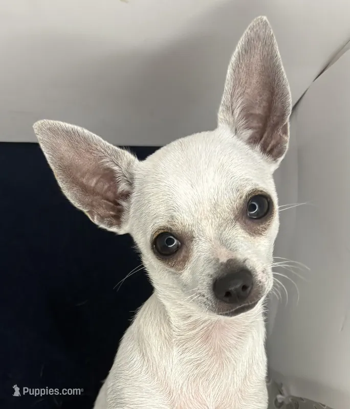 Pippin Boy🧢 – Chihuahua puppy for sale in Mulberry, FL