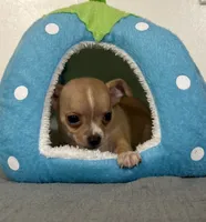 Petunia’s boy, a male Chihuahua for sale in Mulberry, FL – 2 of 5