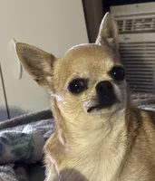 Taylor, a female Chihuahua for sale in Mulberry, FL – Photo 1 of 2