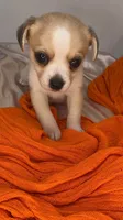 Alice’s boy🏀🏀, a male Chihuahua for sale in Mulberry, FL – 3 of 4