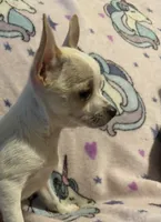 Pippins girl 🌸, a female Chihuahua for sale in Mulberry, FL – 4 of 4