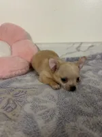 Petunia Girl💕💕, a female Chihuahua for sale in Mulberry, FL – 5 of 6