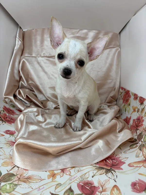 Pippins girl 🌸 – Chihuahua puppy for sale in Mulberry, FL