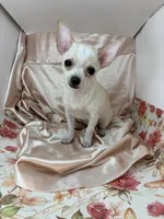 Pippins girl 🌸, a female Chihuahua for sale in Mulberry, FL – 2 of 5