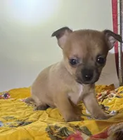 Eloise‘s girl 🌺, a female Chihuahua for sale in Mulberry, FL – 9 of 10