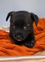 Alice’s Boy🏀, a male Chihuahua for sale in Mulberry, FL – 5 of 9