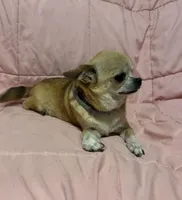 Taylor age 6, a female Chihuahua for sale in Mulberry, FL – 2 of 4