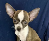 Baby boy 🥎P, a male Chihuahua for sale in Mulberry, FL – 2 of 6