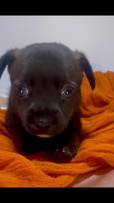 Alice’s Boy🏀, a male Chihuahua for sale in Mulberry, FL – 8 of 9