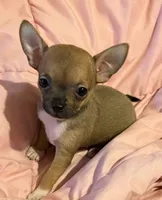 Bears girl 💛, a female Chihuahua for sale in Mulberry, FL – 2 of 5