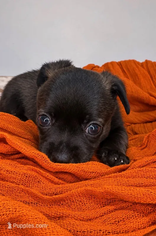 Alice’s Boy🏀 – Chihuahua puppy for sale in Mulberry, FL