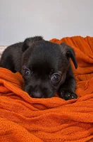 Alice’s Boy🏀, a male Chihuahua for sale in Mulberry, FL – 2 of 9