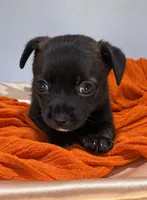 Alice’s Boy🏀, a male Chihuahua for sale in Mulberry, FL – 7 of 9