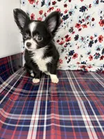 Rosemarys long coat, girl💕, a female Chihuahua for sale in Mulberry, FL – 2 of 5