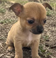 Eloise‘s girl 🌺, a female Chihuahua for sale in Mulberry, FL – 4 of 10