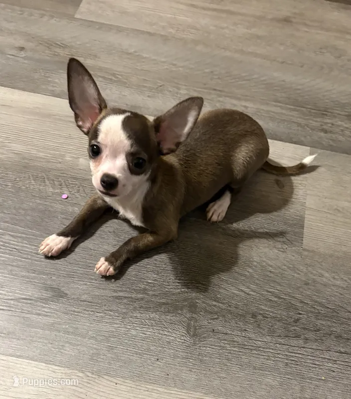 Elinor’s boy #💙💙 – Chihuahua puppy for sale in Mulberry, FL