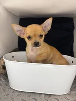 Petunia‘s boy⚾️⚾️, a male Chihuahua for sale in Mulberry, FL – 4 of 8