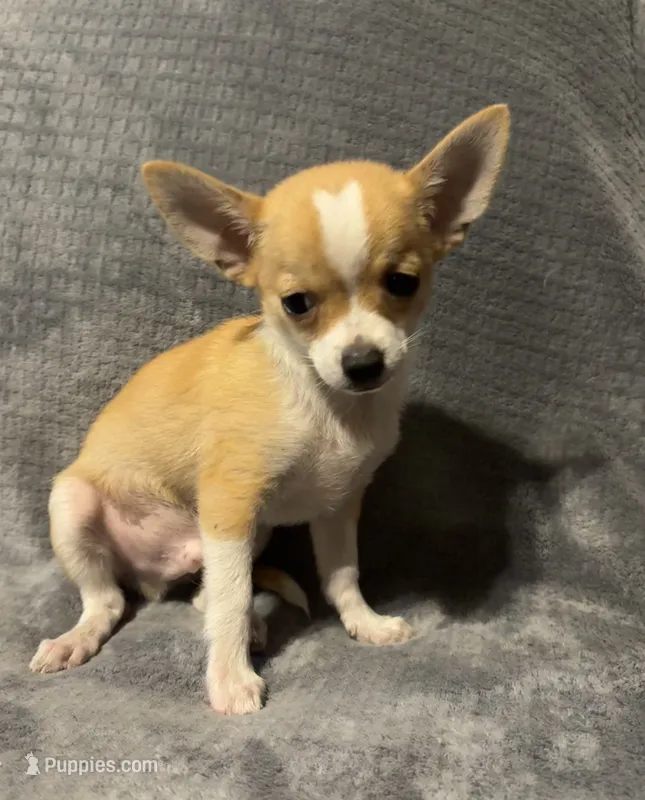 Petunia‘s boy⚾️ – Chihuahua puppy for sale in Mulberry, FL