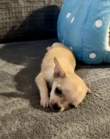 Bears boy , a male Chihuahua for sale in Mulberry, FL – 3 of 7