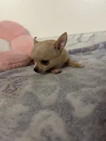 Petunia Girl💕💕, a female Chihuahua for sale in Mulberry, FL – 6 of 6