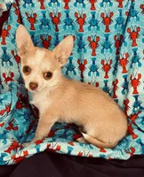 Mables boy 💙, a male Chihuahua for sale in Mulberry, FL – Photo 2 of 3