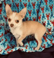 Mables boy 💙, a male Chihuahua for sale in Mulberry, FL – Photo 1 of 3