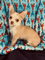Mables boy 💙, a male Chihuahua for sale in Mulberry, FL – Photo 3 of 3
