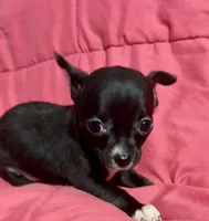 Meeka’s  girl 🌸, a female Chihuahua for sale in Mulberry, FL – 4 of 7