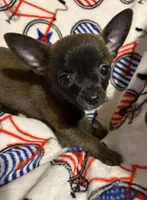 Meeka’s boy🦋, a male Chihuahua for sale in Mulberry, FL – 4 of 6