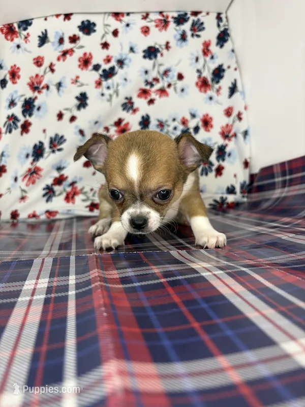 Pippins girl🌸 – Chihuahua puppy for sale in Mulberry, FL